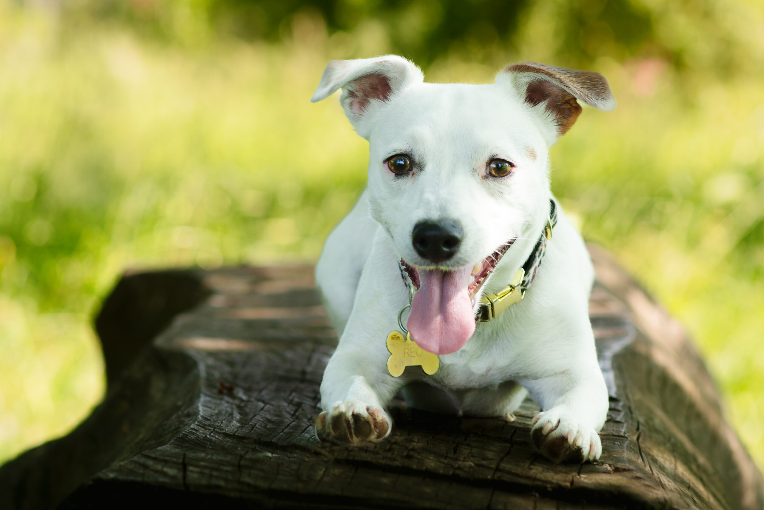 Nathalie Rabotot, photographe équin, canin