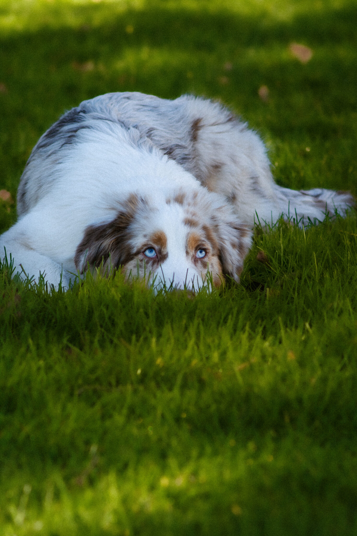 Photographe canin Savoie