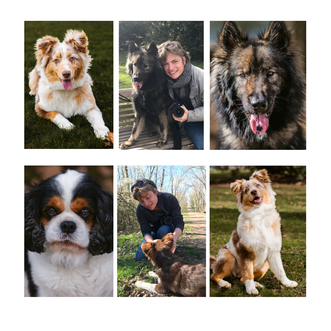 Photographe canin Savoie