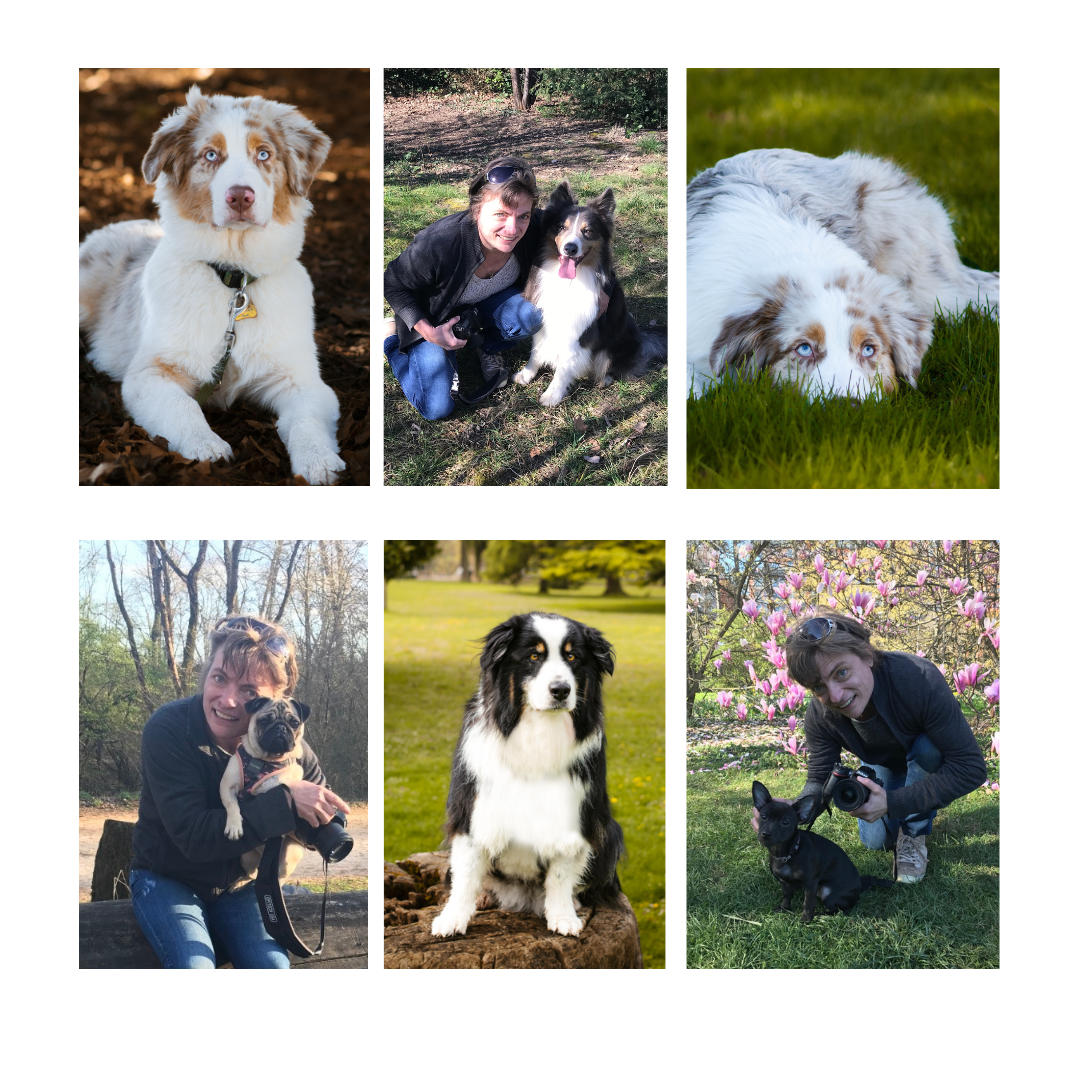 Photographe canin Savoie