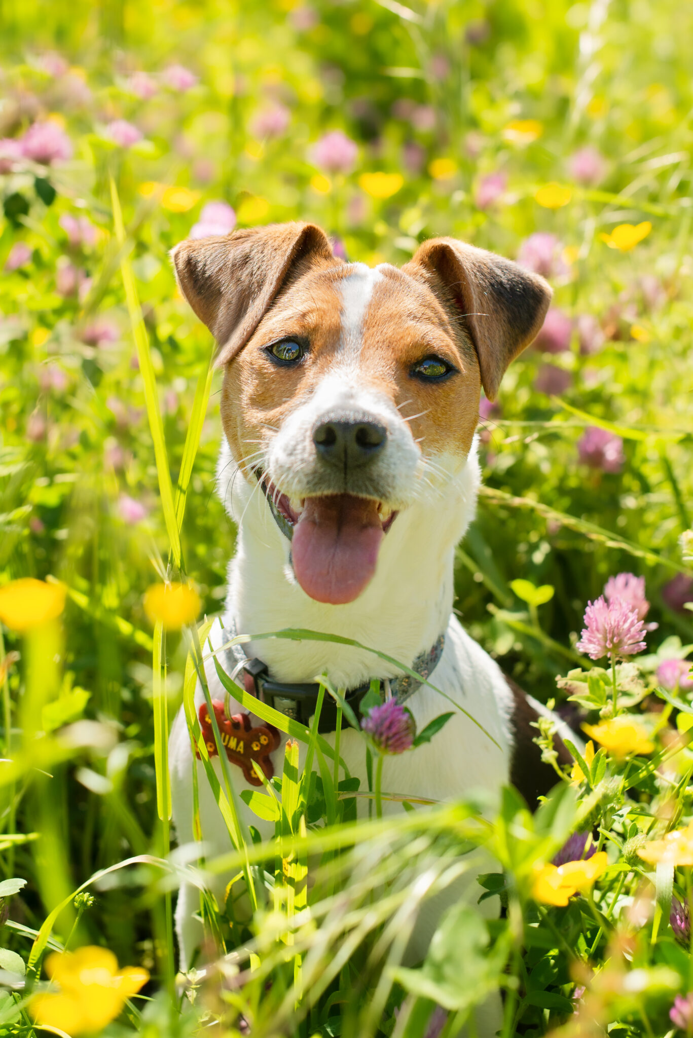 Photographe canin en Savoie