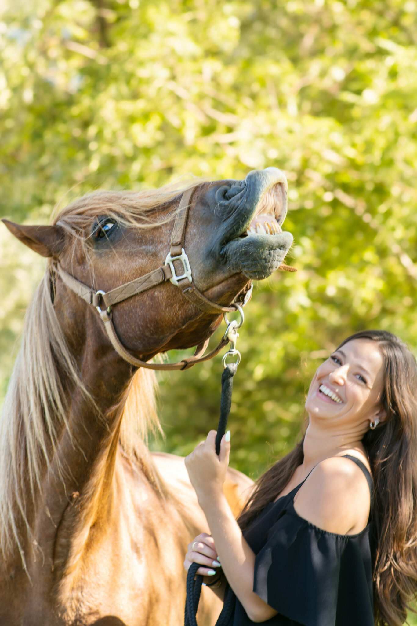 Photographe chevaux en Savoie