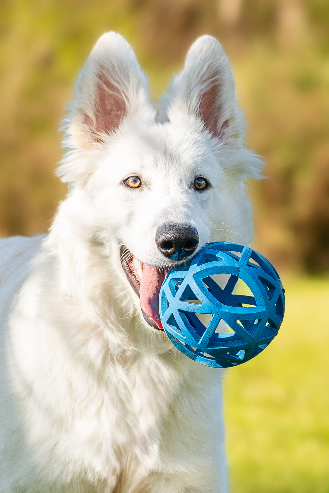 Photographe chien en Savoie