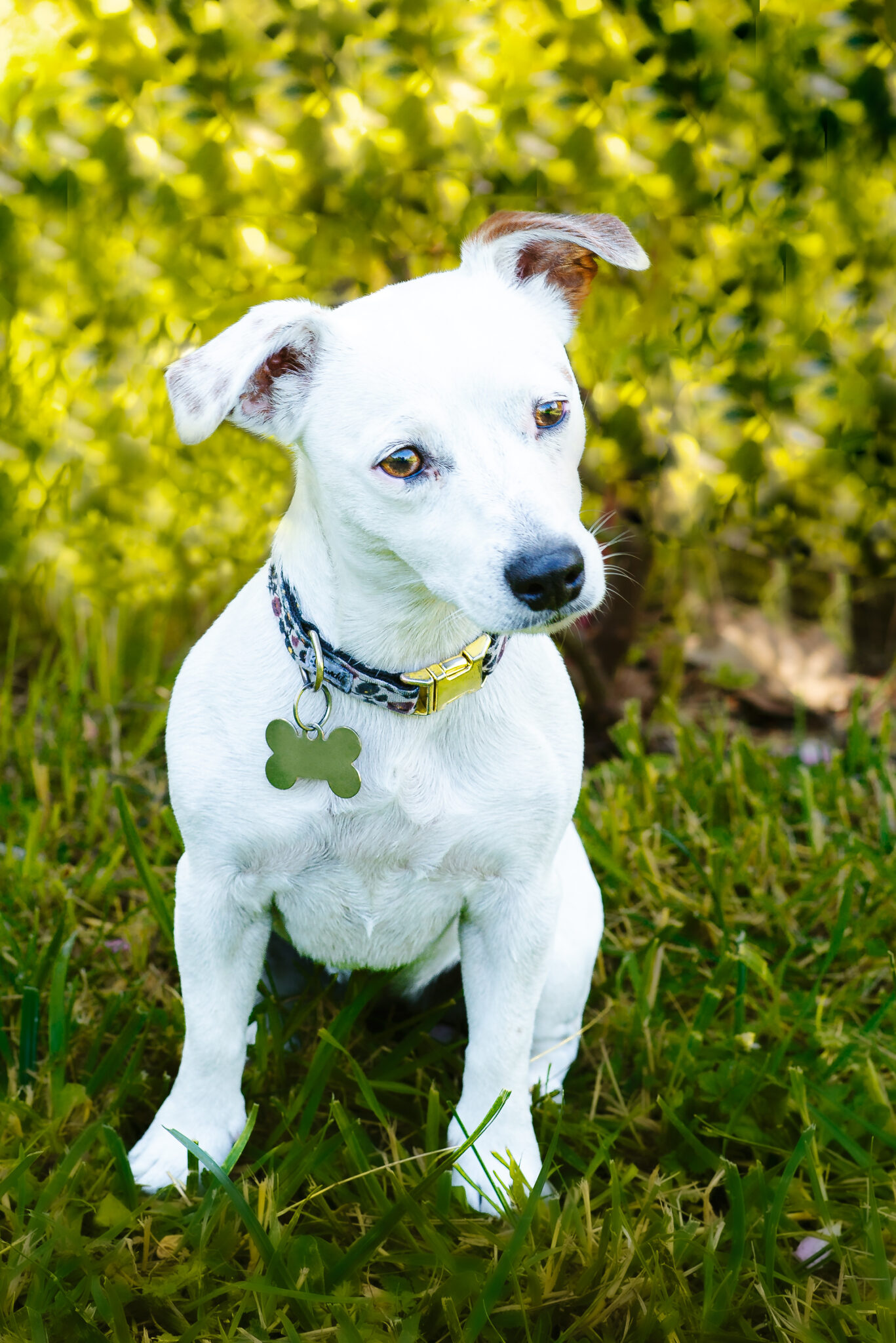 Photographe chien en Savoie