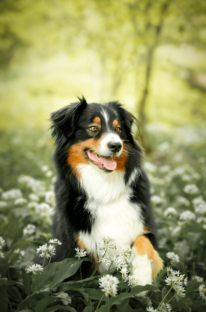 Photographe canin Savoie