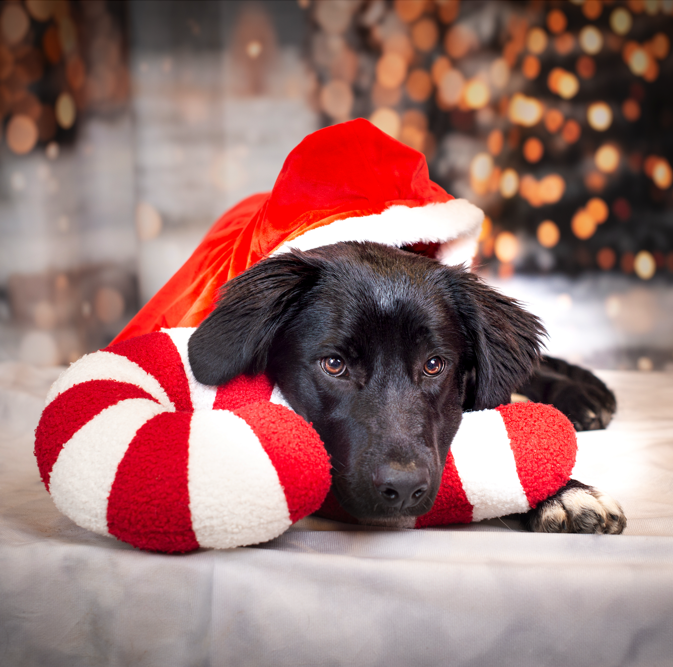 Nathalie Rabotot photographe canin et équin