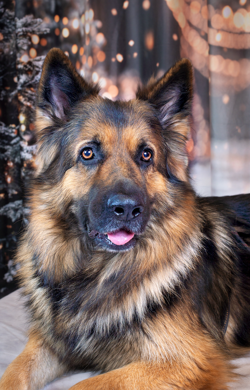 Nathalie Rabotot photographe canin et équin