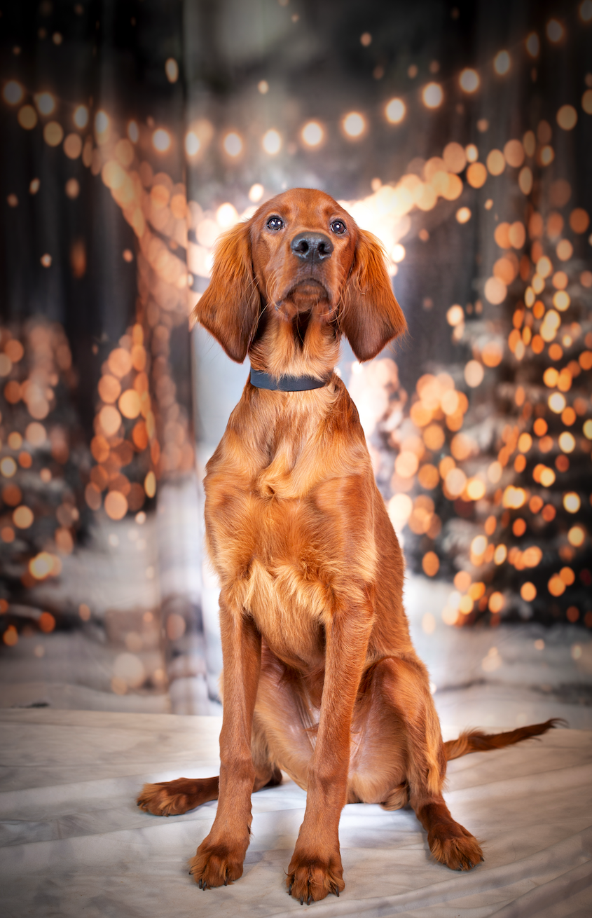 Nathalie Rabotot photographe canin et équin