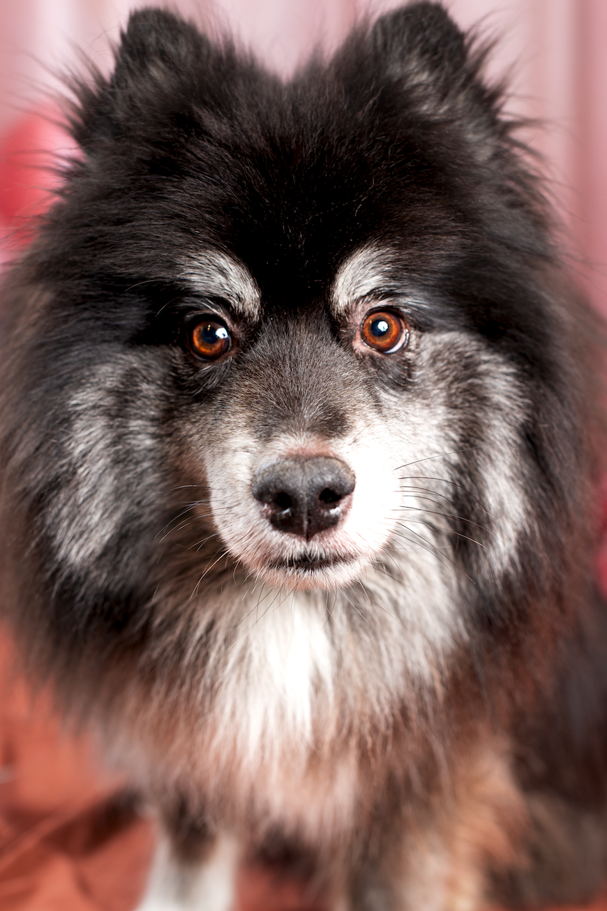 Nathalie Rabotot photographe canin et équin