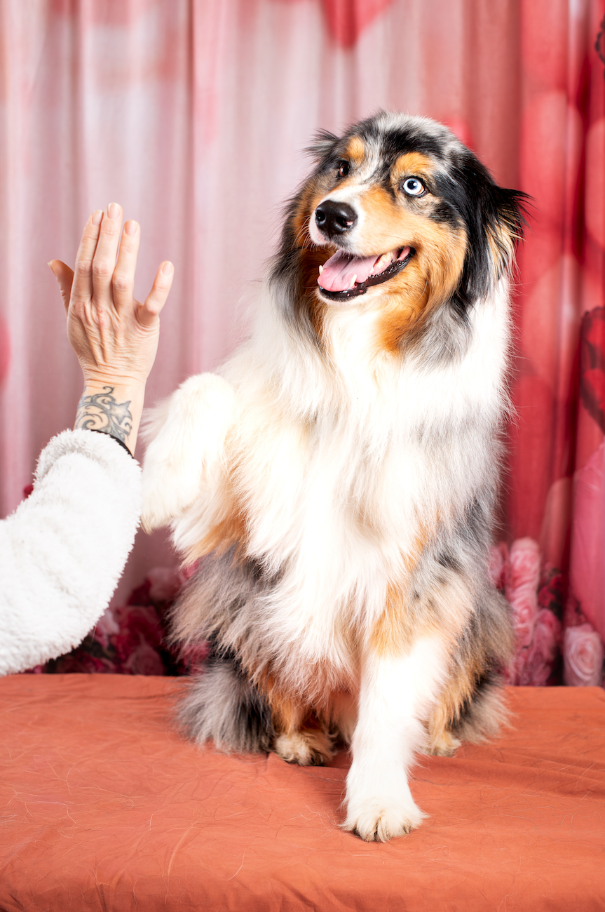 Nathalie Rabotot photographe canin et équin