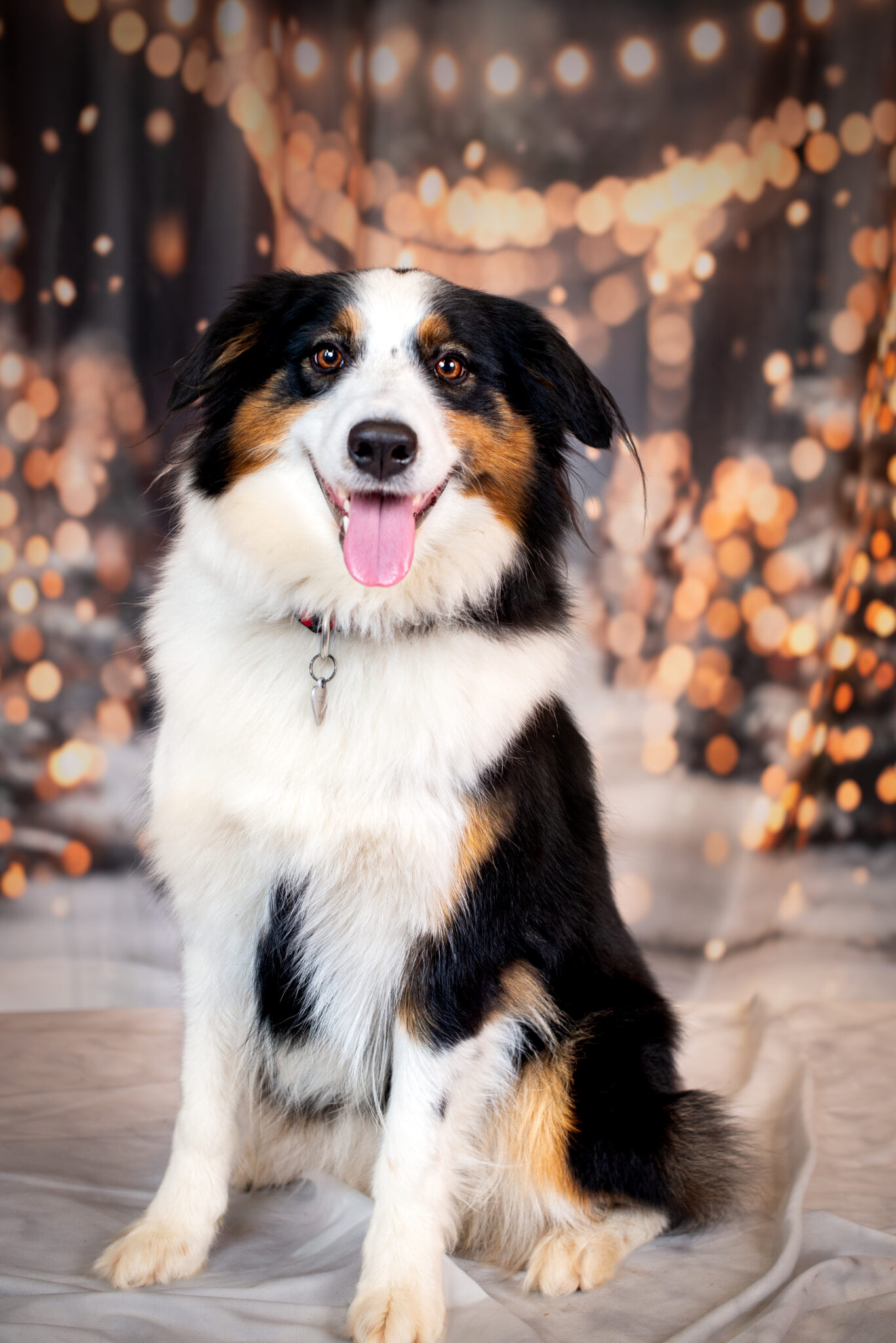 Nathalie Rabotot photographe canin et équin