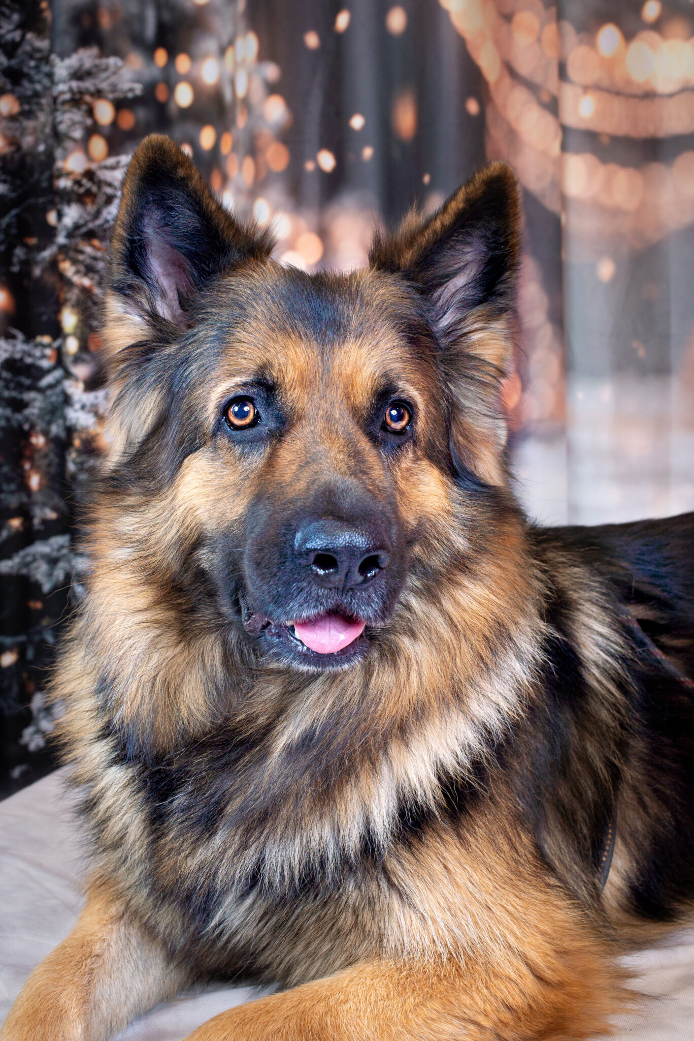 Nathalie Rabotot photographe canin et équin
