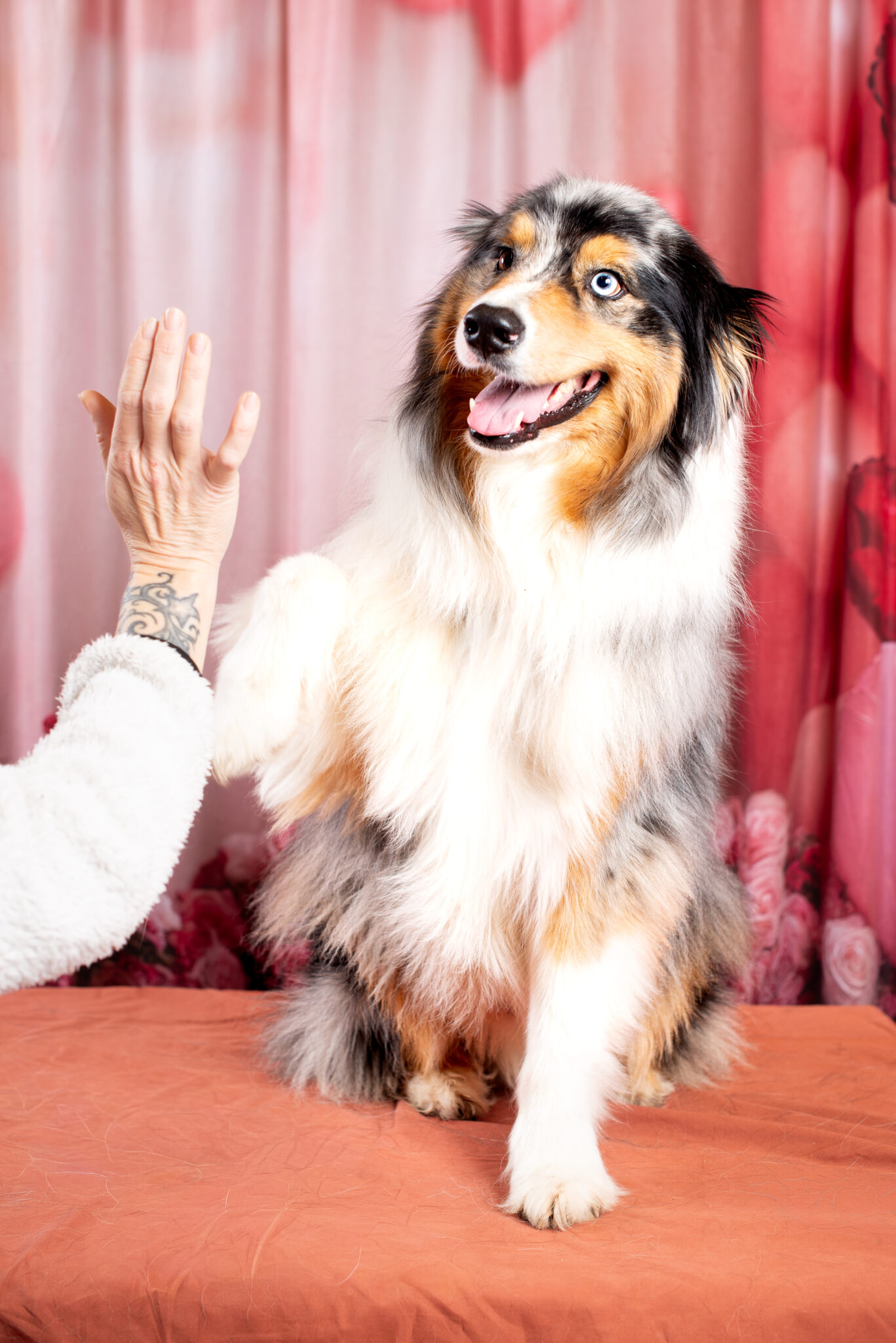 Nathalie Rabotot photographe canin et équin