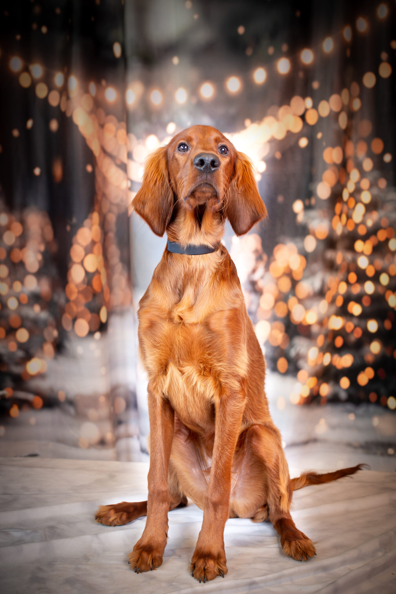 Nathalie Rabotot photographe canin et équin