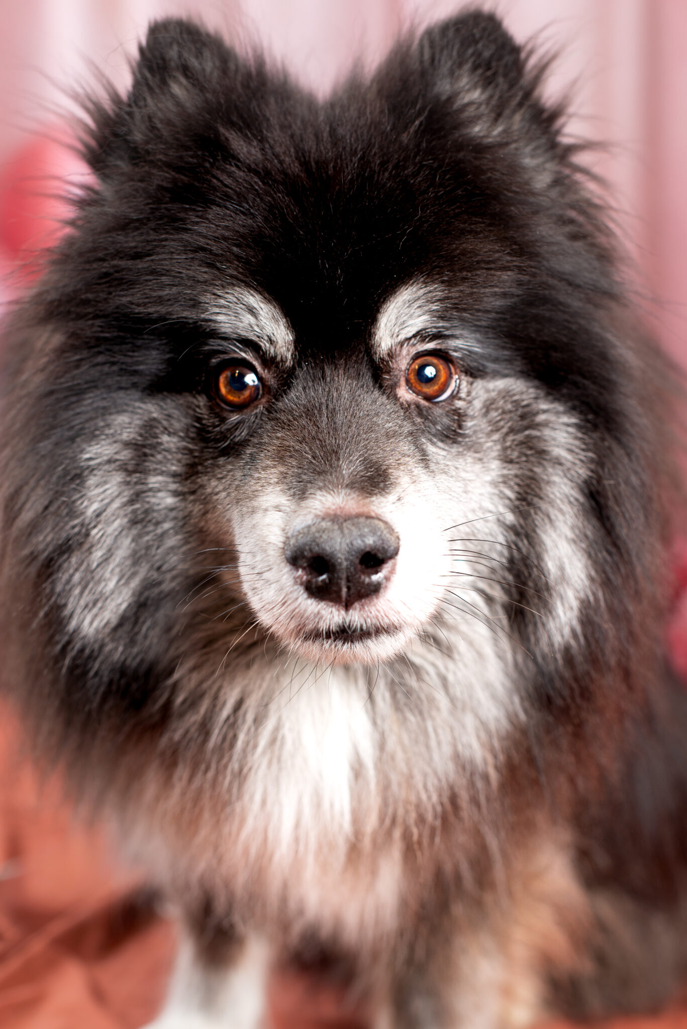Nathalie Rabotot photographe canin et équin
